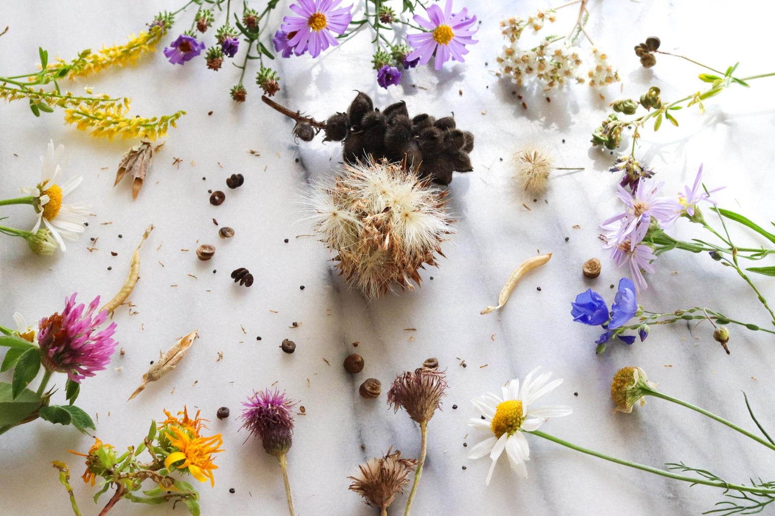 How to Gather Wildflower Seeds
